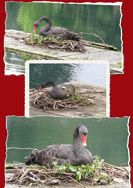 Dag 3, Dinant-St. Truiden (183).JPG - De zwarte zwaan heeft van alle zwanen de langste hals.